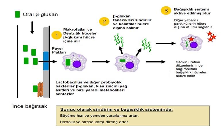 http://gg-tarim.com/userfiles/image/Immune4.jpg